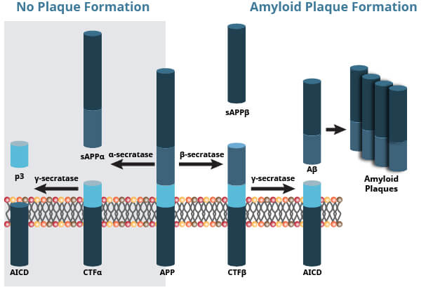 セクレターゼ酵素によるAPPのプロセシング